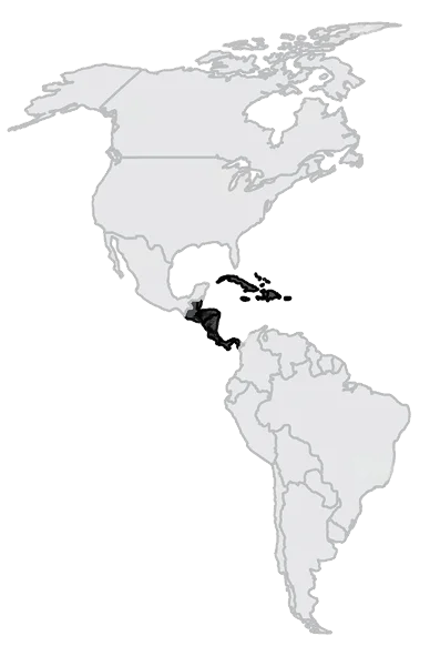 Regional Hub: Central America