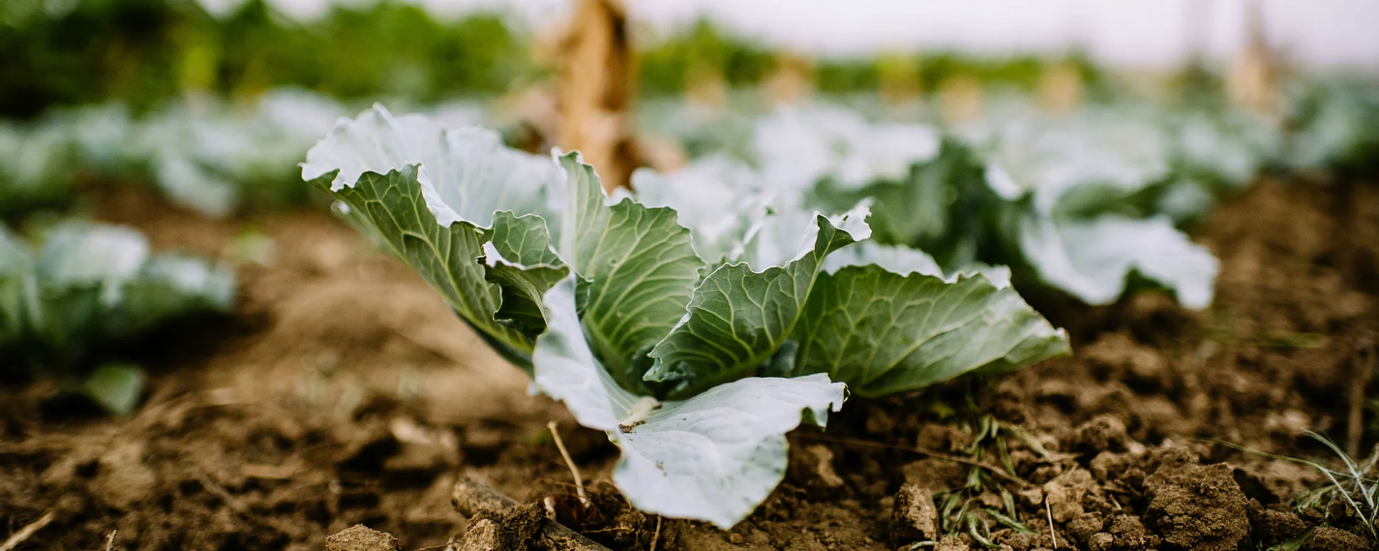 Opportunity Extended: Agriculture and/or Forestry Consultant