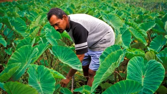 Agriculture Methodology