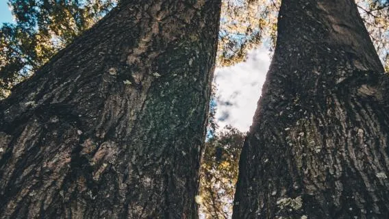 Final Public Consultation for the ICAT Series of Guidance Documents