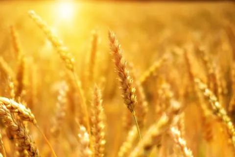 Webinar: Assessing the Greenhouse Gas Impacts of Agriculture Policies